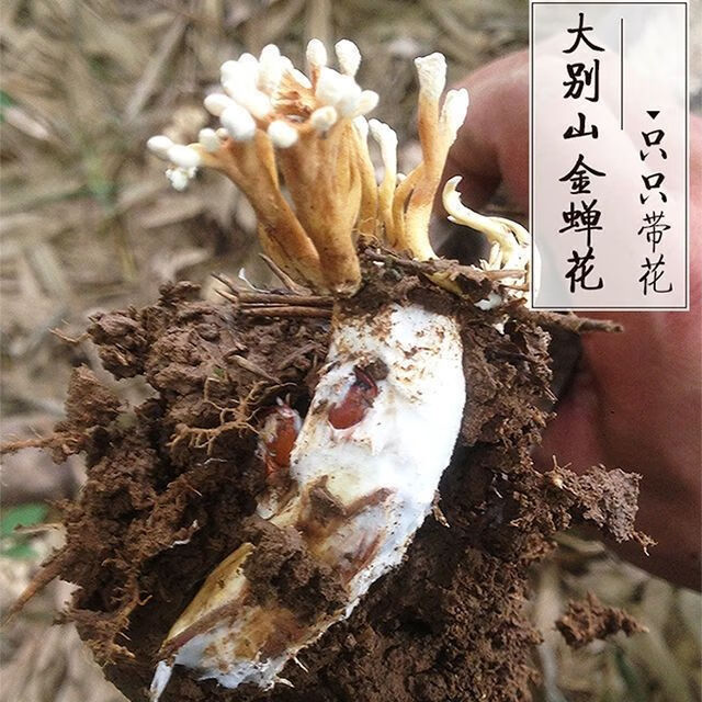 大别山区野生金蝉花竹林蝉花土蝉花金蝉花新货蛹虫草金蚕花30只金蝉花