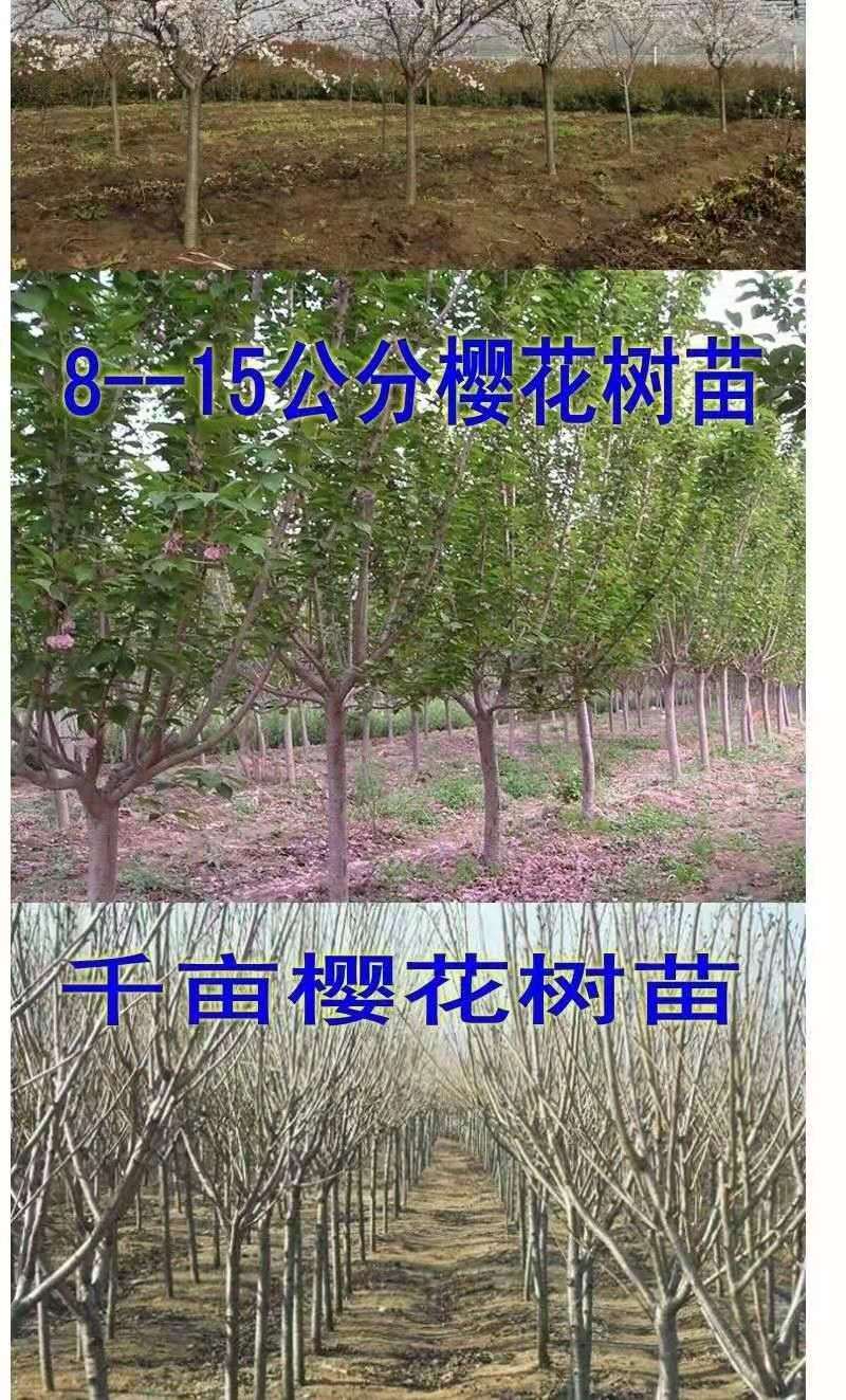 樱花树苗日本樱花苗嫁接早樱晚樱樱花小苗庭院树苗绿化苗木樱桃 广岛