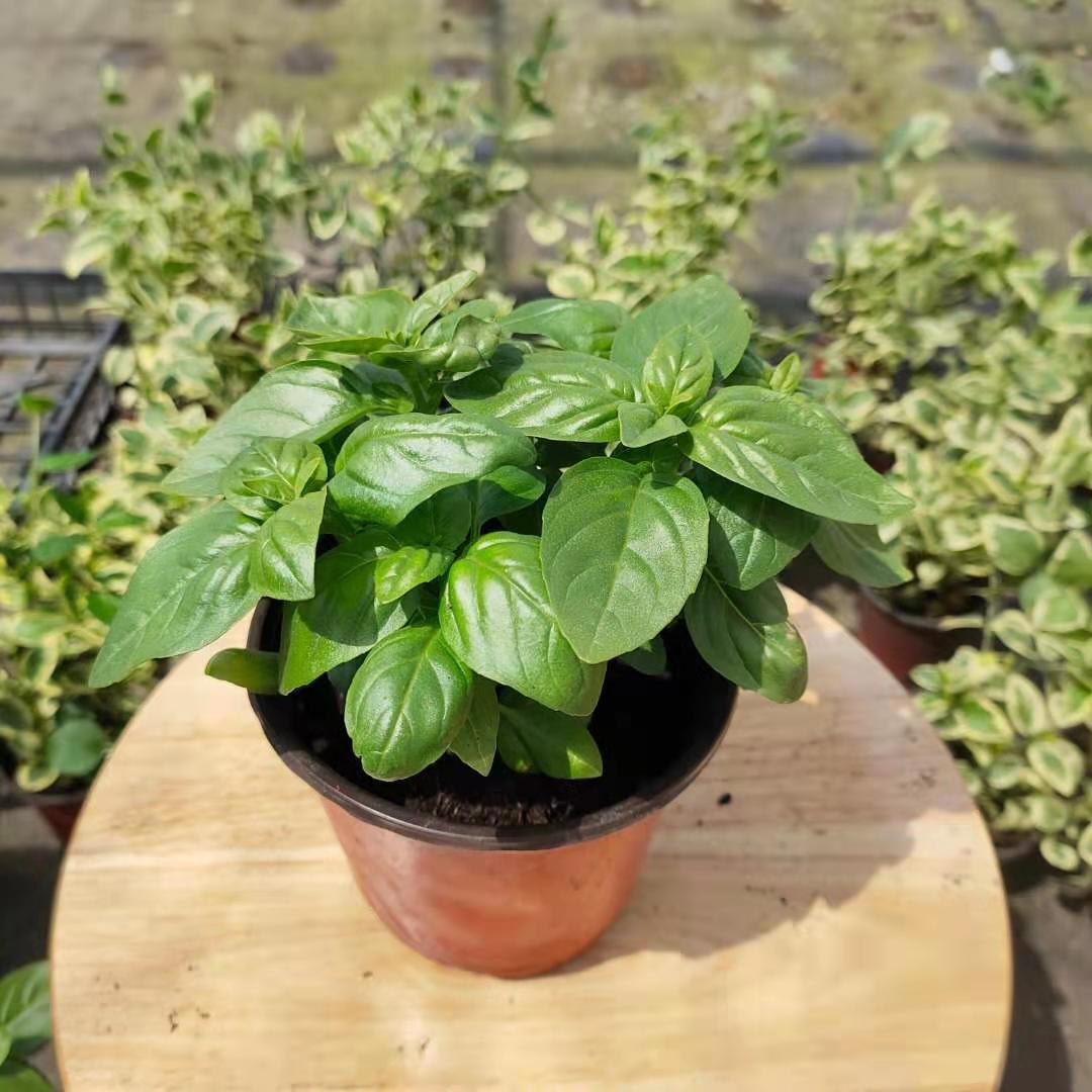 芊阙*轻奢芊阙意大利大叶甜罗勒香草新鲜绿植盆栽清新基地直销 意大利
