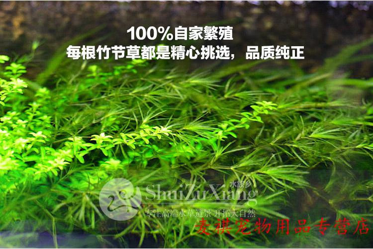 印度小竹节草中后景懒人新手造景虾缸躲避真金鱼藻阴性水草缸活体 1杯