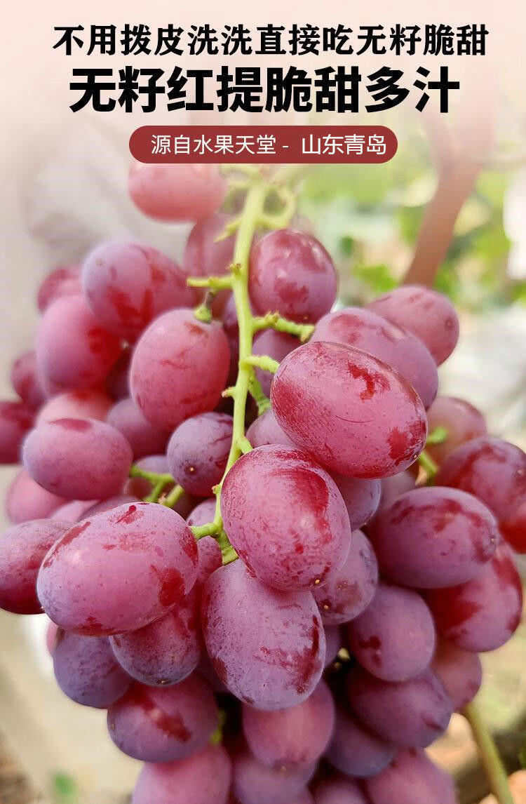 新鲜无籽红提克伦生葡萄应季水果脆甜水果 1斤装 精品脆