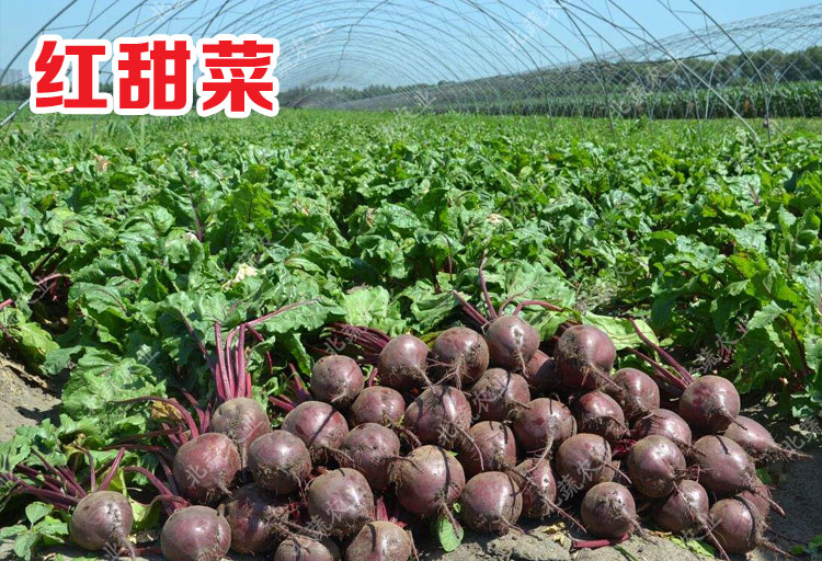 冠四季红甜菜种子紫菜头种籽甜菜根甜菜头四季甜菜阳台菜园秋季蔬菜