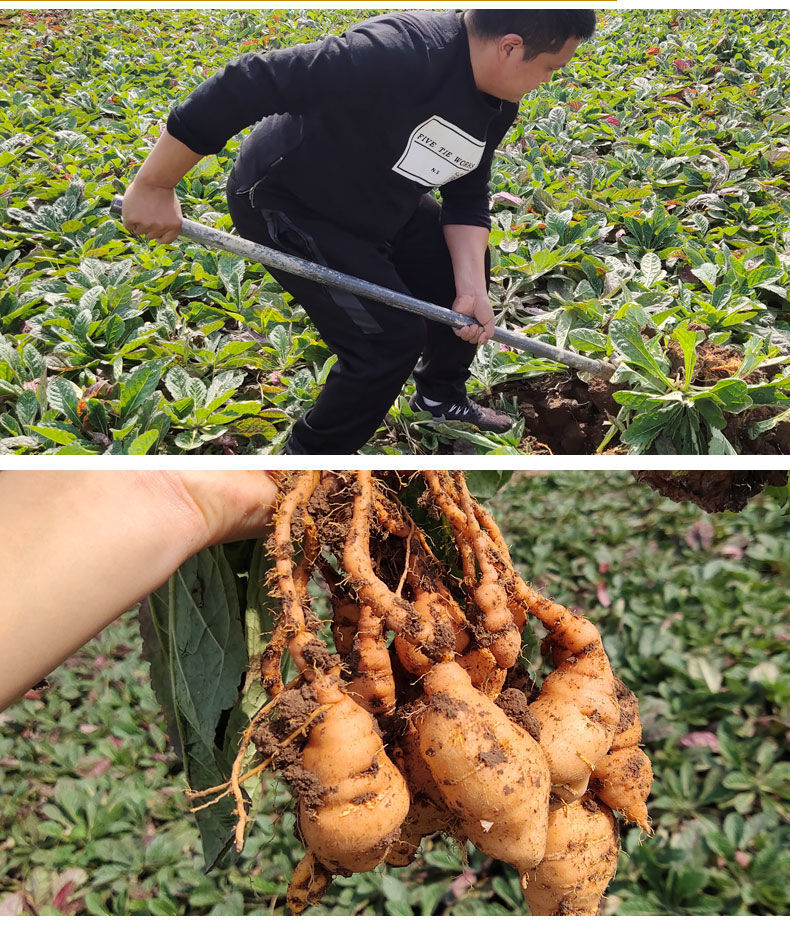 河南焦作怀地黄地黄苗地黄根新鲜地黄种子生地黄 九蒸九晒老熟地1斤