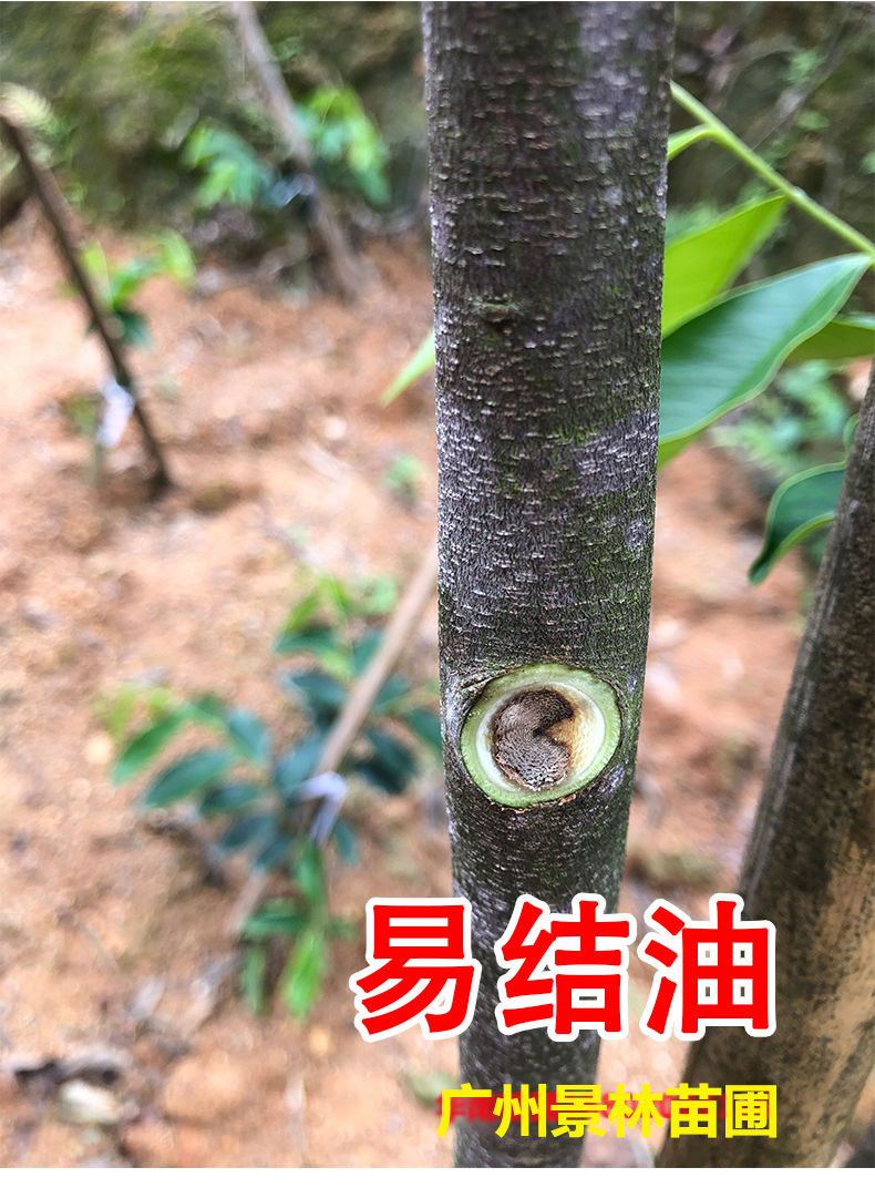 正宗奇楠沉香树苗嫁接奇楠沉香小苗南方北方种植盆栽常绿名贵苗木