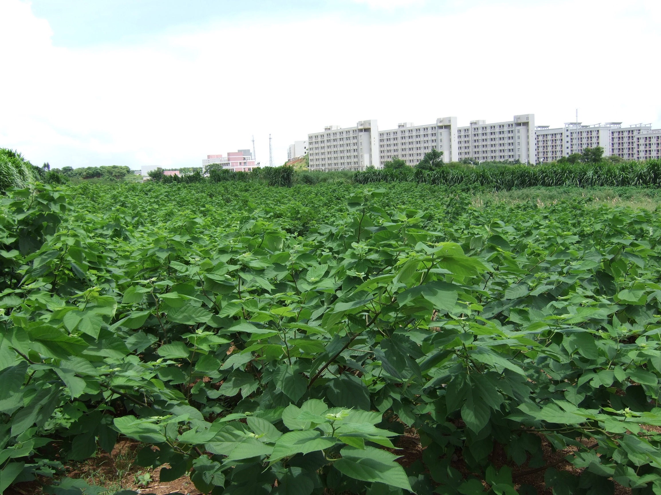 陆地构树小苗构树苗 饲养构树叶南北方种植 防滑树古浆树 6厘米粗