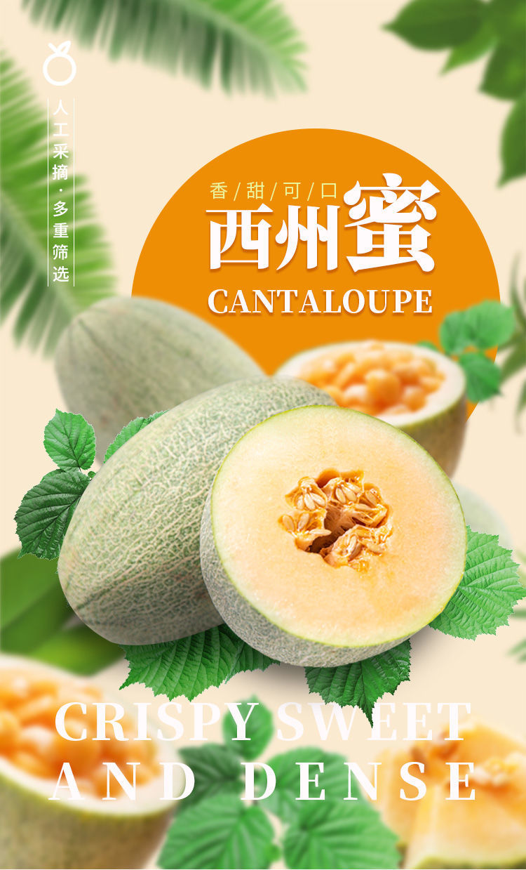 新疆哈密瓜西州蜜网纹瓜甜瓜新鲜水果晓蜜瓜 2-3个装【带箱5-5.5斤】