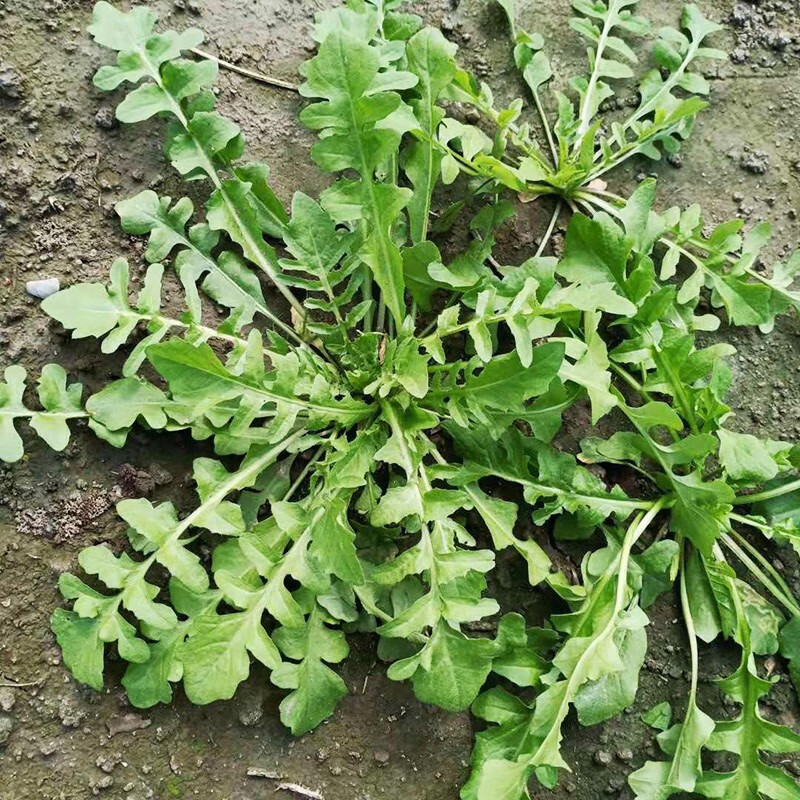 荠菜籽四季野生荠菜种农家田地阳台小叶荠荠菜春秋季大叶野菜种孑小叶