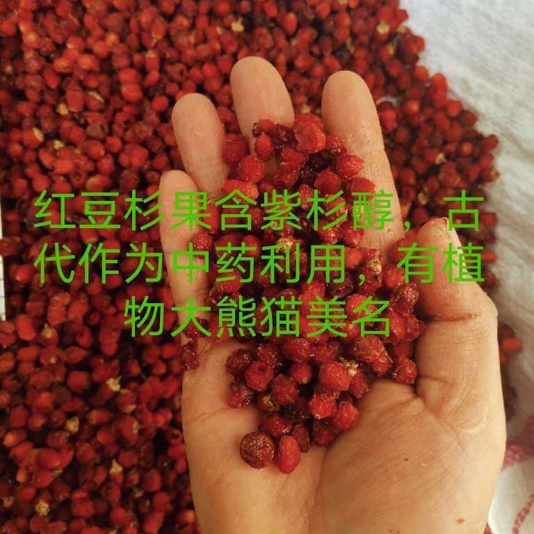 伟博干果含紫杉醇南方果实中药材泡酒泡茶煲汤原材料干果1斤