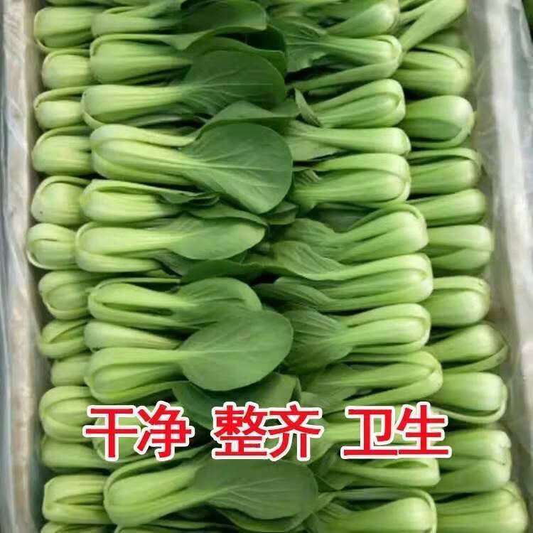 名称:现摘新鲜蔬菜上海青小油菜农家自种蔬菜类小青菜绿叶菜小白菜