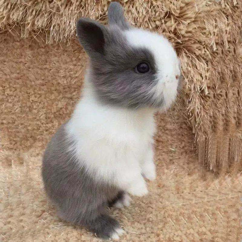 宠物兔子活物小型道奇垂耳小兔荷兰凤眼侏儒兔猫猫兔迷你茶杯兔活灰色