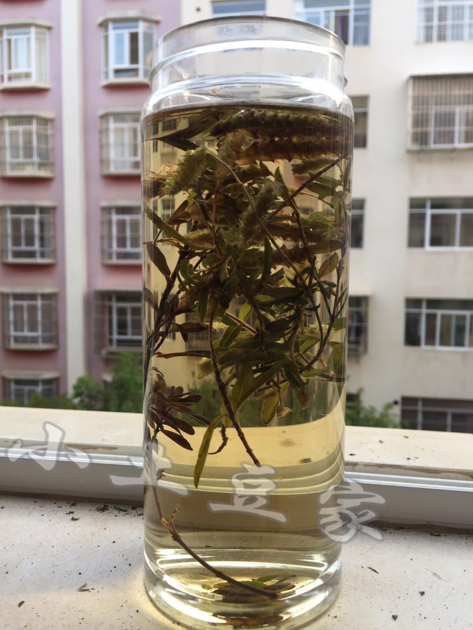 伟博花草茶云南特产茶叶小山茶东紫苏梭罗茶烧烤凉茶散装300g