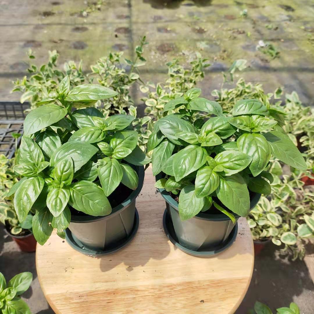 芊阙*轻奢芊阙意大利大叶甜罗勒香草新鲜绿植盆栽清新基地直销 意大利
