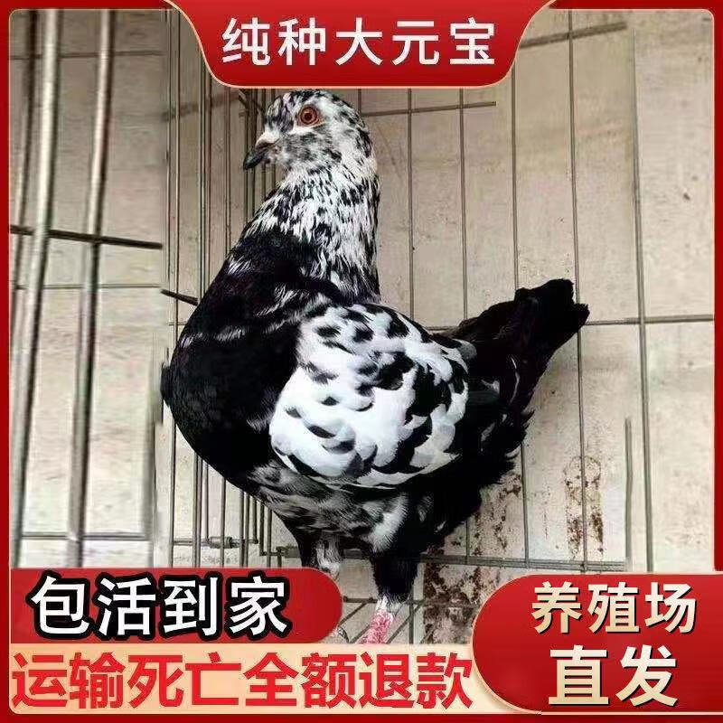 鸽子活一对观赏鸽青年鸽公斤肉鸽大型种鸽成年包活 瓦灰巨型鸽【种鸽