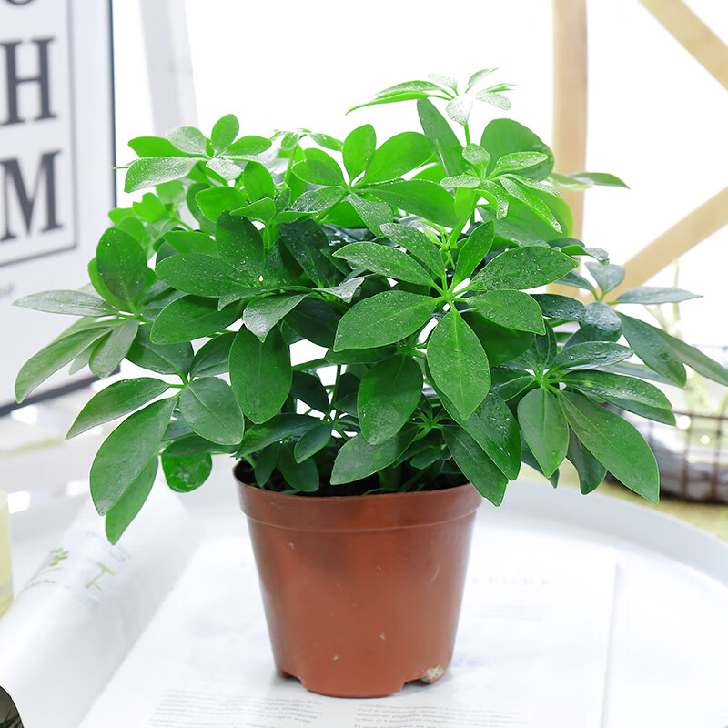 七叶莲水培盆栽招财树植物八方来财鸭脚木室内绿植花卉发财树水养简易