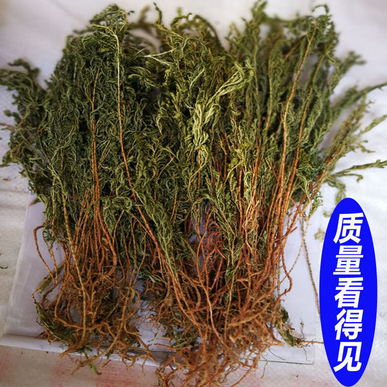 伟博石柏岩柏草中药材江南卷柏石上柏中药材地柏地侧柏深绿卷柏250克