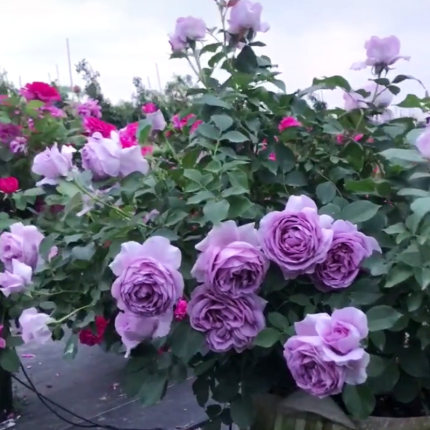 麦桑荷品种月季花苗花诗人诺瓦利斯紫色大花植物花卉盆栽庭院阳台观赏