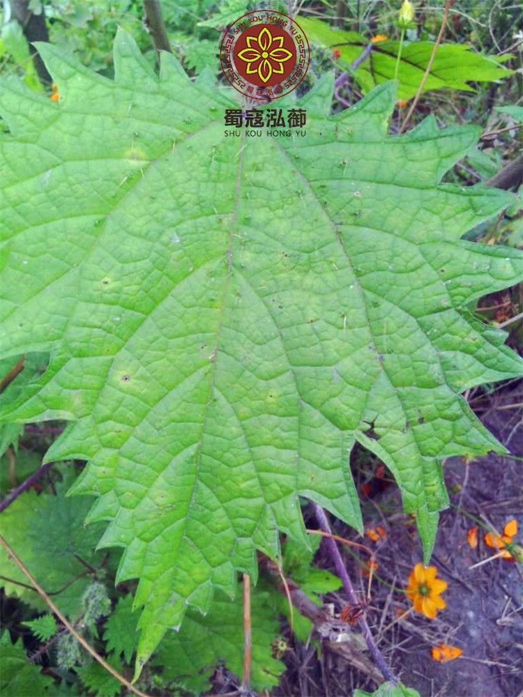 伟博红藿麻根 红豁麻根红禾麻草 红荨麻草根/红活麻根
