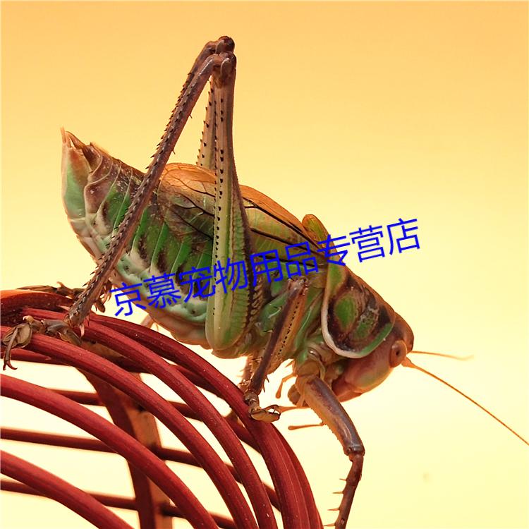 昆虫 好品相山青蝈蝈1只         【扎嘴长的像蝈蝈但不是蝈蝈个头小