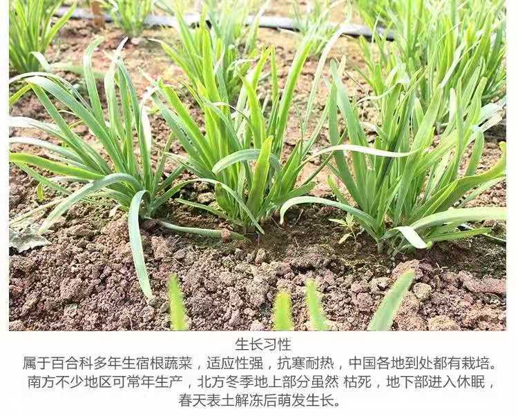 韭菜根现挖韭菜苗紫红根宽叶阳台地栽盆栽四季非转基因绿色蔬菜 【】