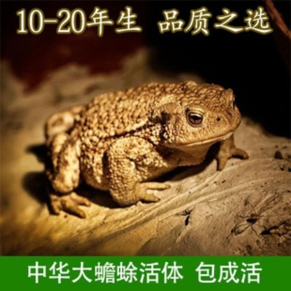 伟博活癞蛤蟆蟾蜍活的草药癞蛤蟆活物体疥蛤蟆活蟾活癞疙宝活 200g单