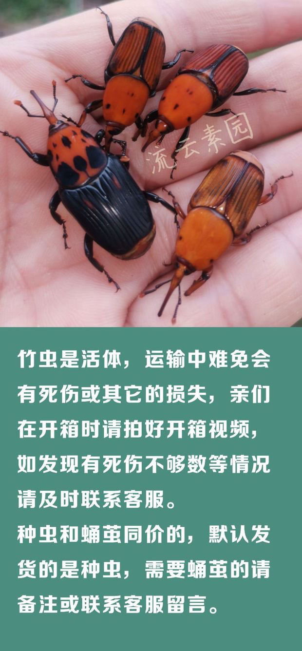 中药材活体竹虫种虫种苗竹象虫郴子虫养殖新羽化成虫蛹茧公母各五只