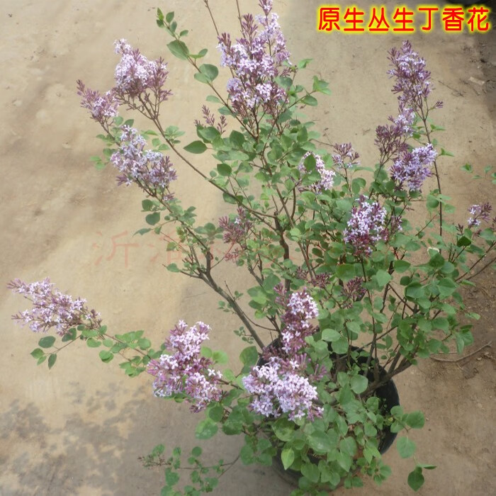 浓香丛生紫花丁香盆栽室内丁香花树庭院风景树篱笆植物 5年生丛生紫花