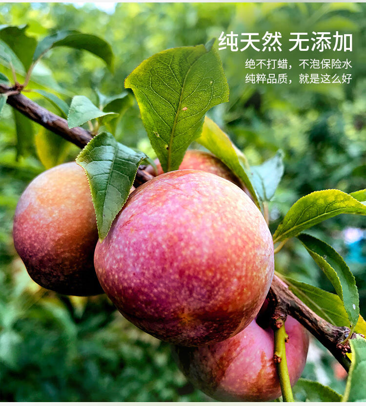 正宗广西酸脆红心三华李水果新鲜当季李子现摘1/2/3/5斤装 1斤装(餸