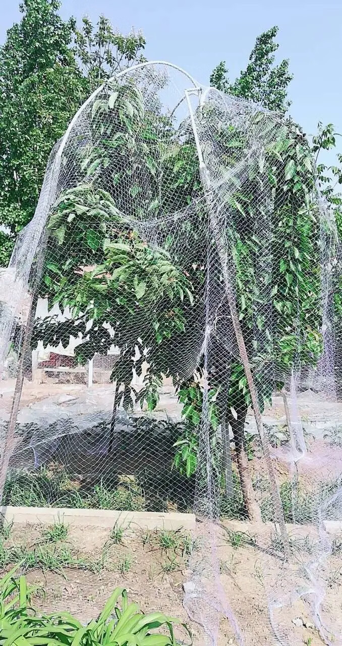 果树防鸟用网樱桃树网嘉宝果树防鸟网家用防鸟网防鸟罩果树专用网 5米