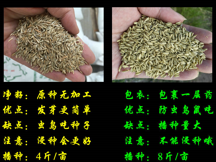 黑麦草种子进口一年生四倍体高产宽叶型冷季牧草籽适口好黑麦草种子净