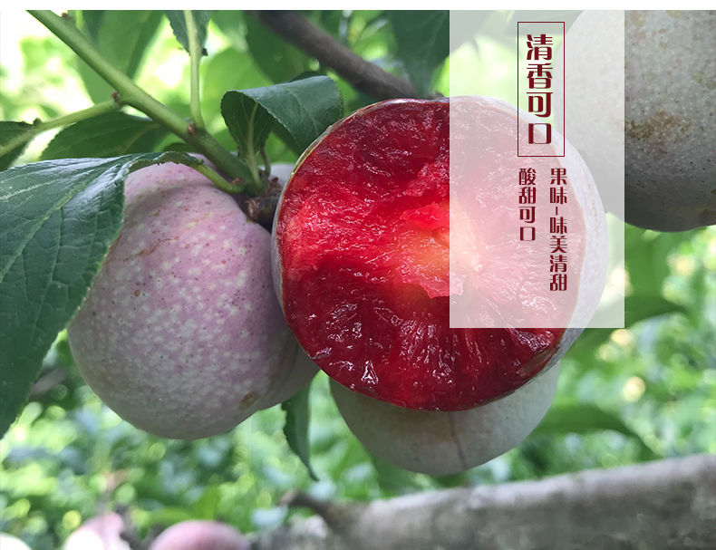 正宗广东茂名钱排三华李子芙蓉李红心李孕妇新鲜 5斤大果装(65-74个