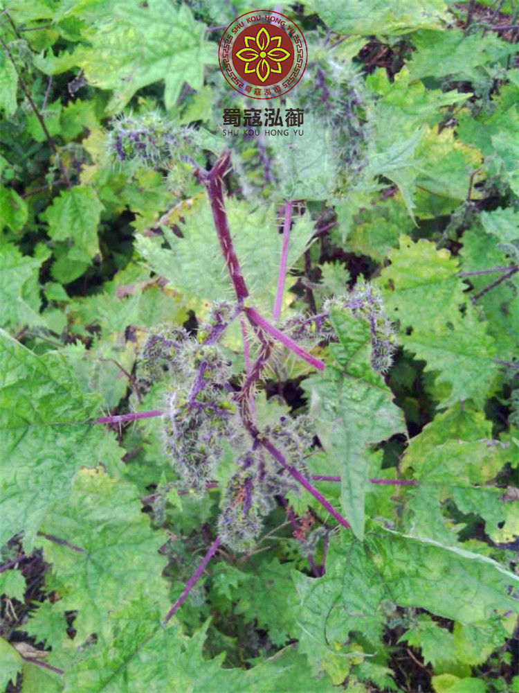 伟博红藿麻根 红豁麻根红禾麻草 红荨麻草根/红活麻根 红寻麻根500克