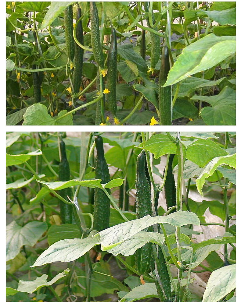 黄瓜苗蔬菜苗水果黄瓜秧幼苗菜苗番茄苗西瓜苗秧茄子辣椒甜瓜种苗
