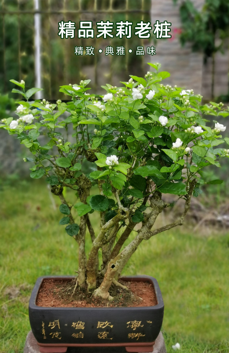 茉莉花盆栽老桩矮阳台庭院绿植重瓣独杆茉莉花苗室内四季观花植物n 8