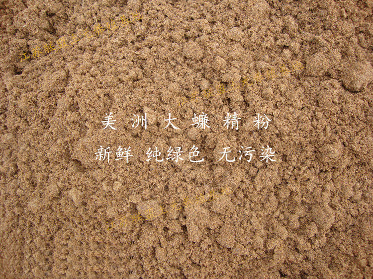 伟博原味美洲大蠊精粉干粉蟑螂精粉干品蟑螂偷油婆精粉中药材干粉500g