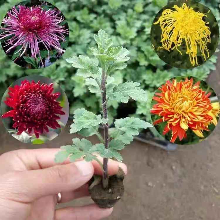 新品菊花苗大菊花苗盆栽室内外庭院阳台花卉绿植物四季开花菊花苗