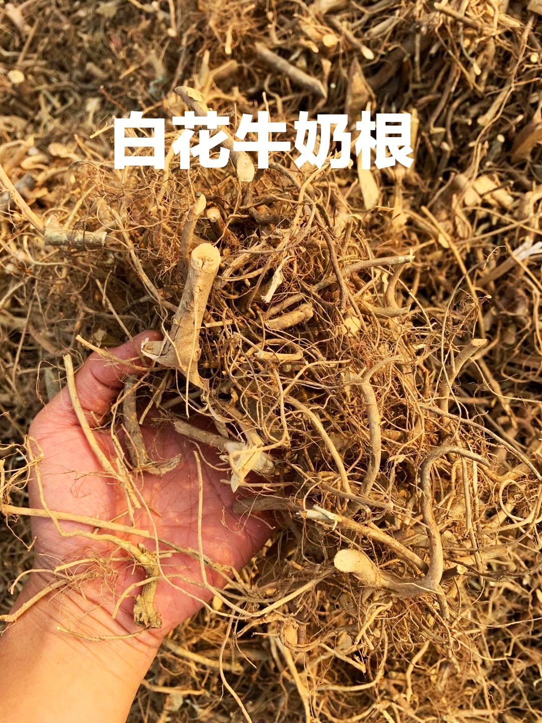 1斤 白花牛奶根干货无硫磺鸡煲汤泡酒料牛奶子根广东特产