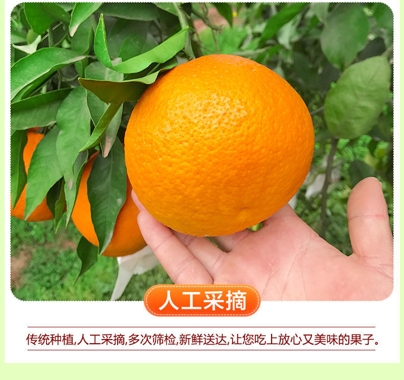 橙子脐橙江西薄皮新鲜水果赣南脐橙产地直发手剥应季水果 以下均为