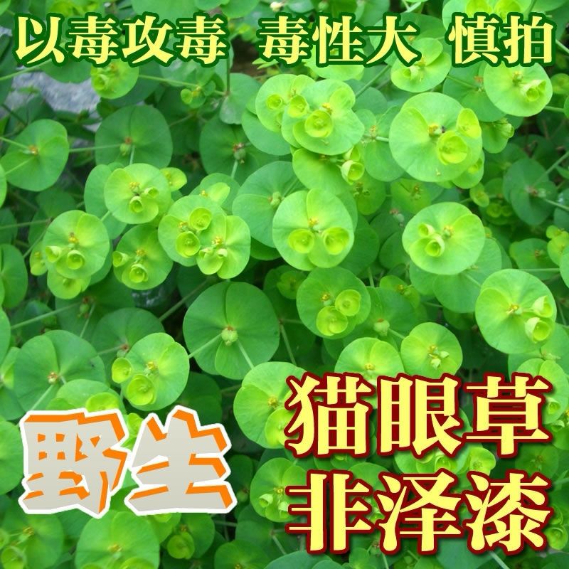 伟博干品细叶猫眼草泽漆五朵云阴干货中药材耳叶大戟 200粒左右泽漆