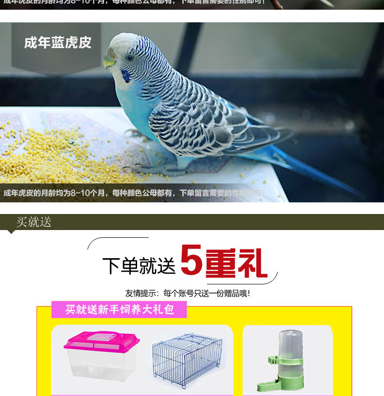 成年虎皮鹦鹉繁殖鸟下蛋鸟种鸟中小型彩色鹦鹉鸟宠物鸟活体一只成年白