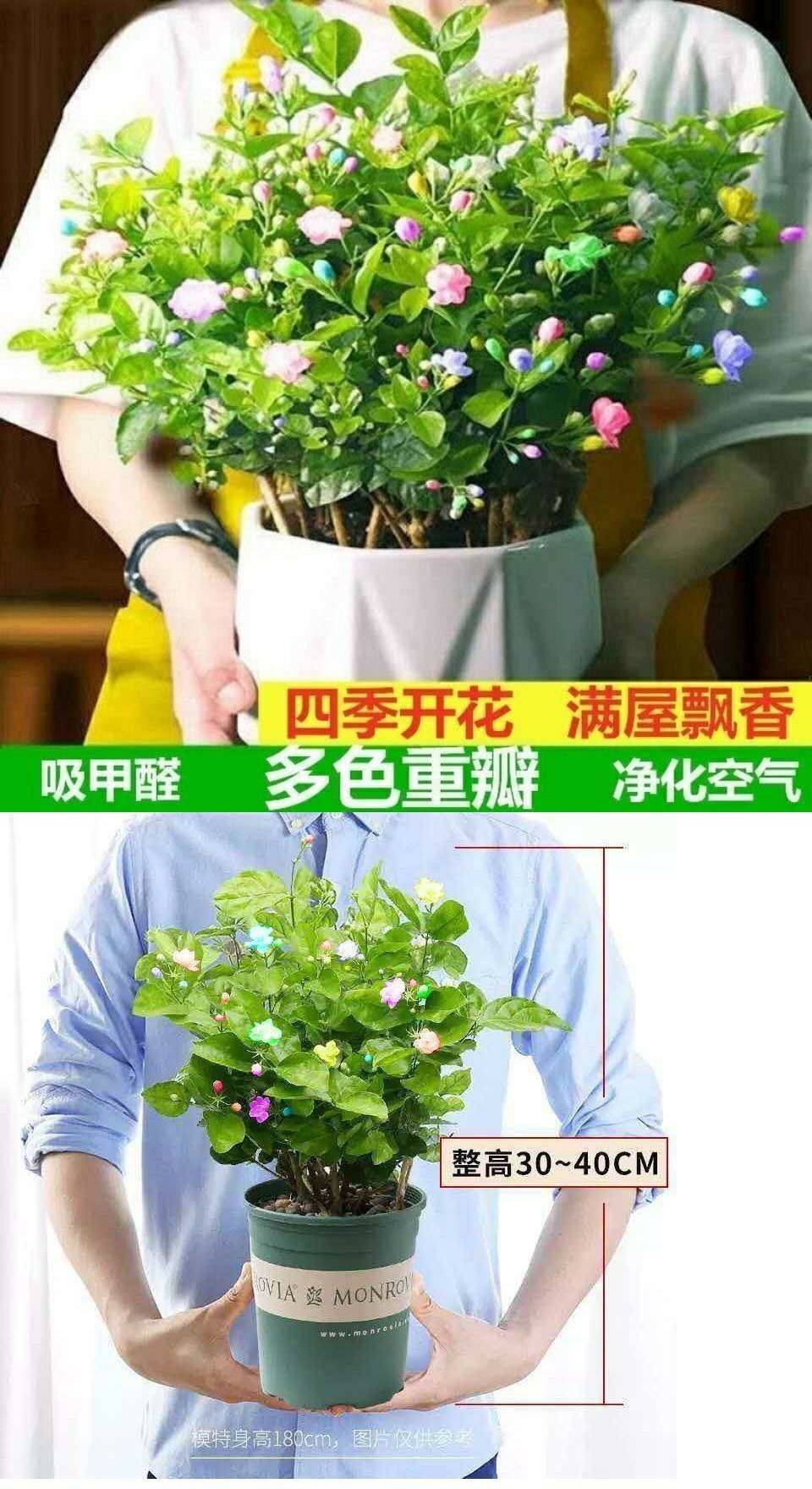 七彩茉莉花 七彩茉莉花盆栽带花苞浓香茉莉绿植花卉室内外植物四季