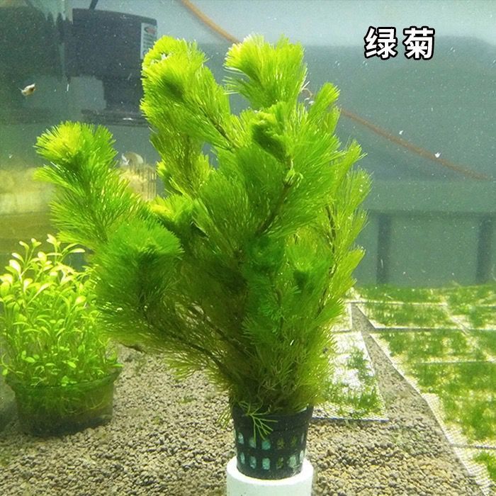 【真水草】鱼缸【好养】活体植物造景迷你皇冠蜈蚣绿菊真水草 青旦头