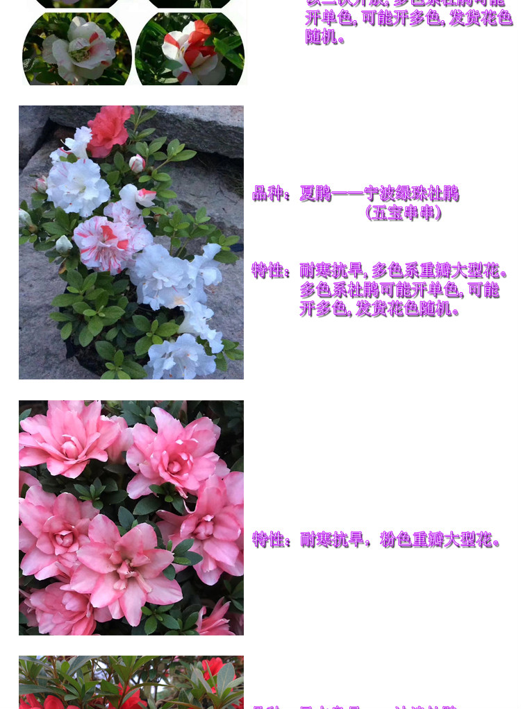 盆栽重瓣系 皋月(夏鹃 春鹃)杜鹃花 绢之舞 莹 沙浪 紫灯笼 沙浪15cm