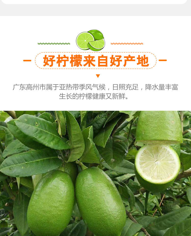 香水柠檬海南品种青果广东产地现摘现发新鲜水果无核当季酸爽 1斤装
