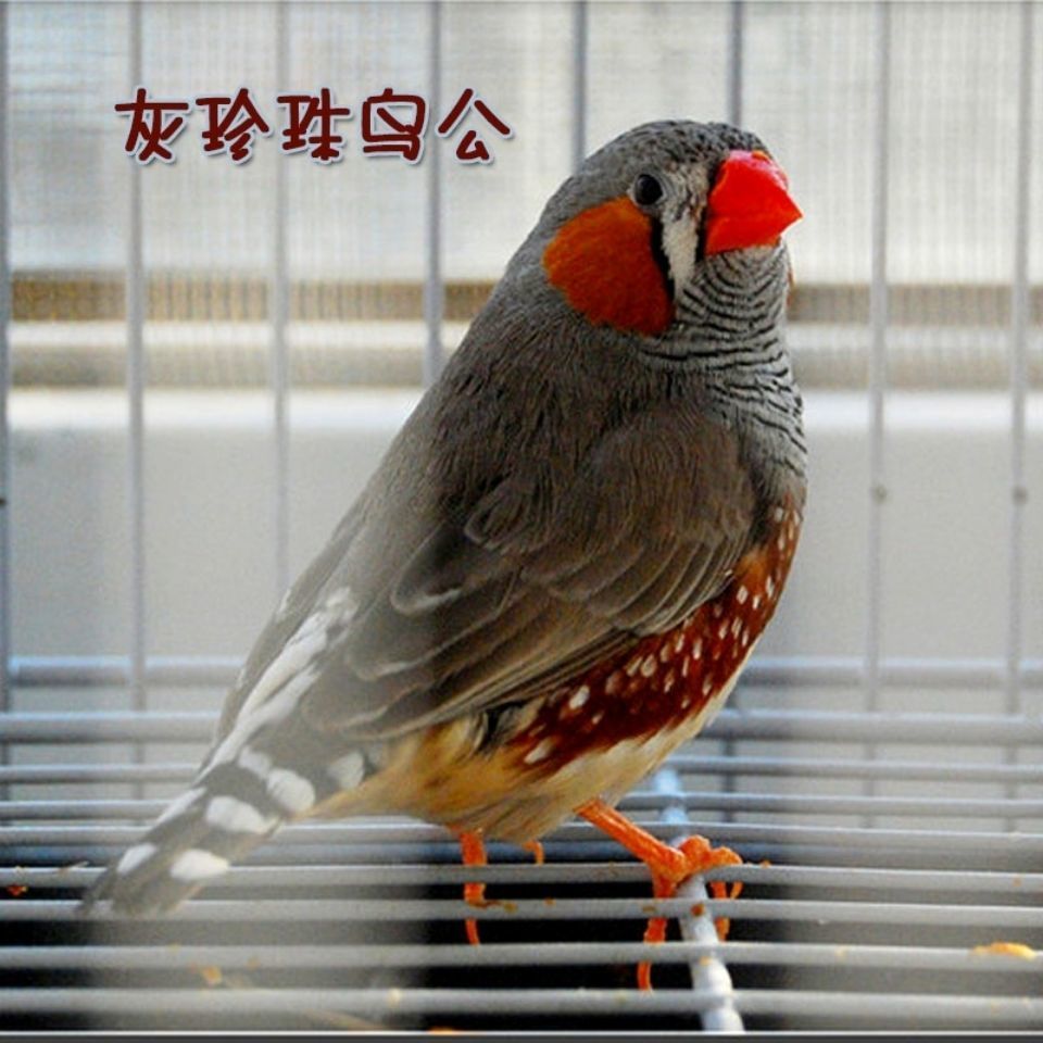 珍珠鸟活体可一只观赏鸟宠物鸟白色灰色驼色可分公母活鸟包活 驼色十