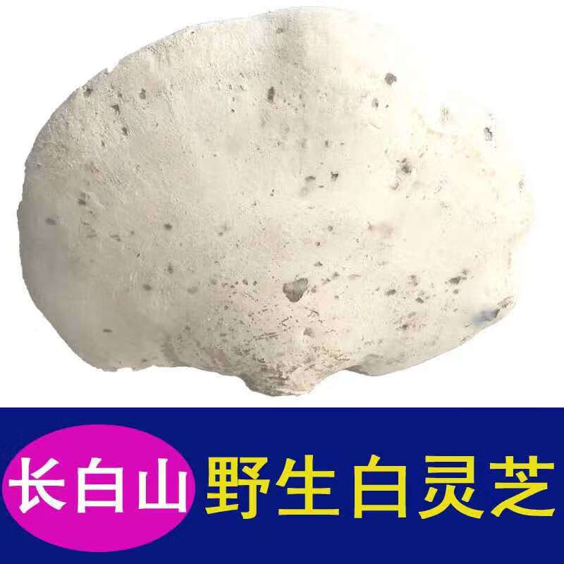 白边 白玉灵芝 白桦树灵芝 桦剥孔菌 产地 切片白灵芝500克(一斤)