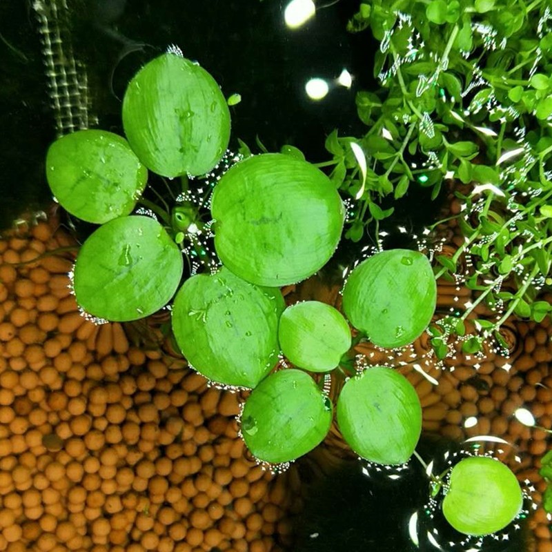 鱼缸浮萍水草活体植物浮性除净化水质微景观水族箱造景水芙蓉 圆心