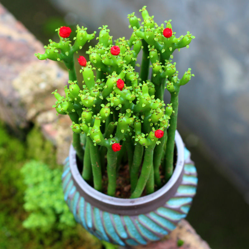 麦桑荷【带盆栽好】发财棍多肉植物鲜花绿植盆栽办公室桌面好养花卉