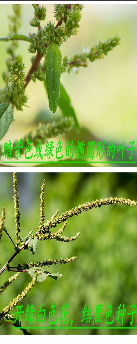 中草药材刺苋菜根野刺苋假苋菜猪母刺白刺苋250克