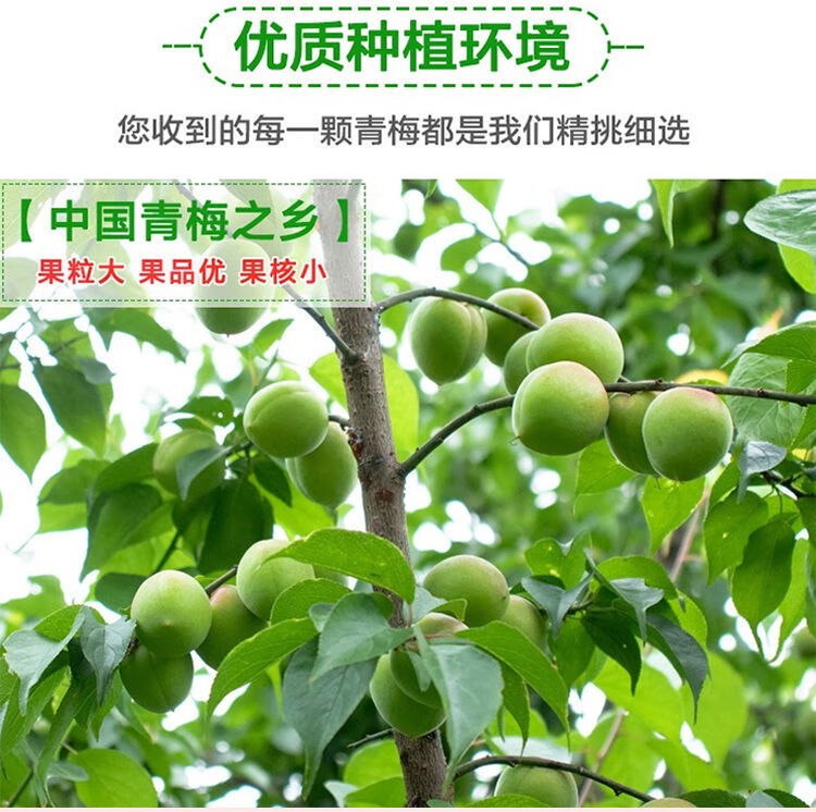 诏安青梅果新鲜现摘大果高山野生酸梅子泡酒酵素水果