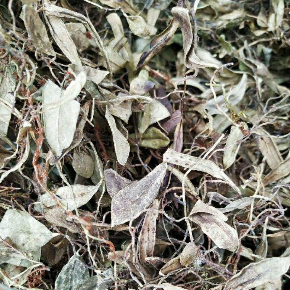 伟博中药材鱼鳖草金星鱼鳖草瓜子金贵州瓜子菜金丝鱼鳖抱石莲 100克